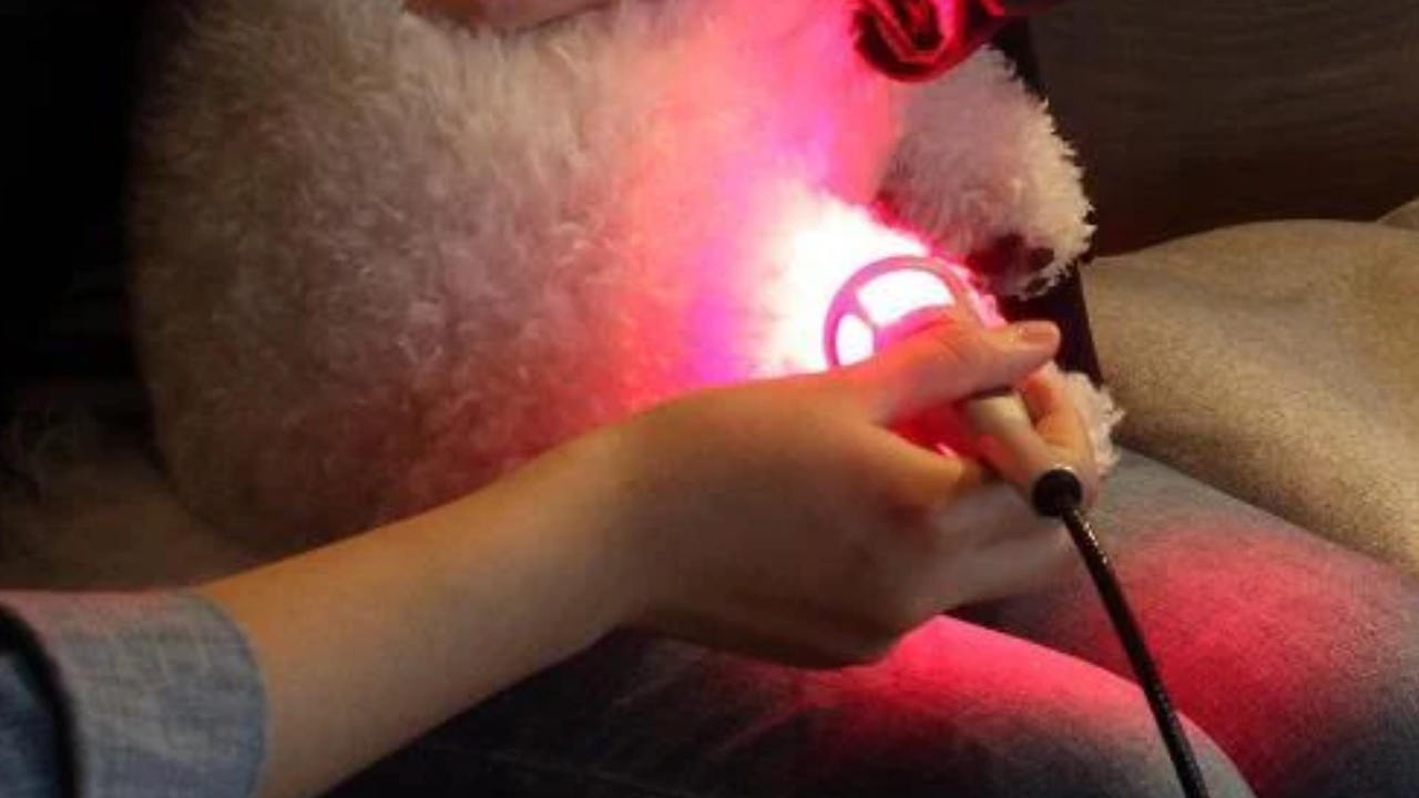 What Are The Applications Of Class 4 Lasers Therapy?